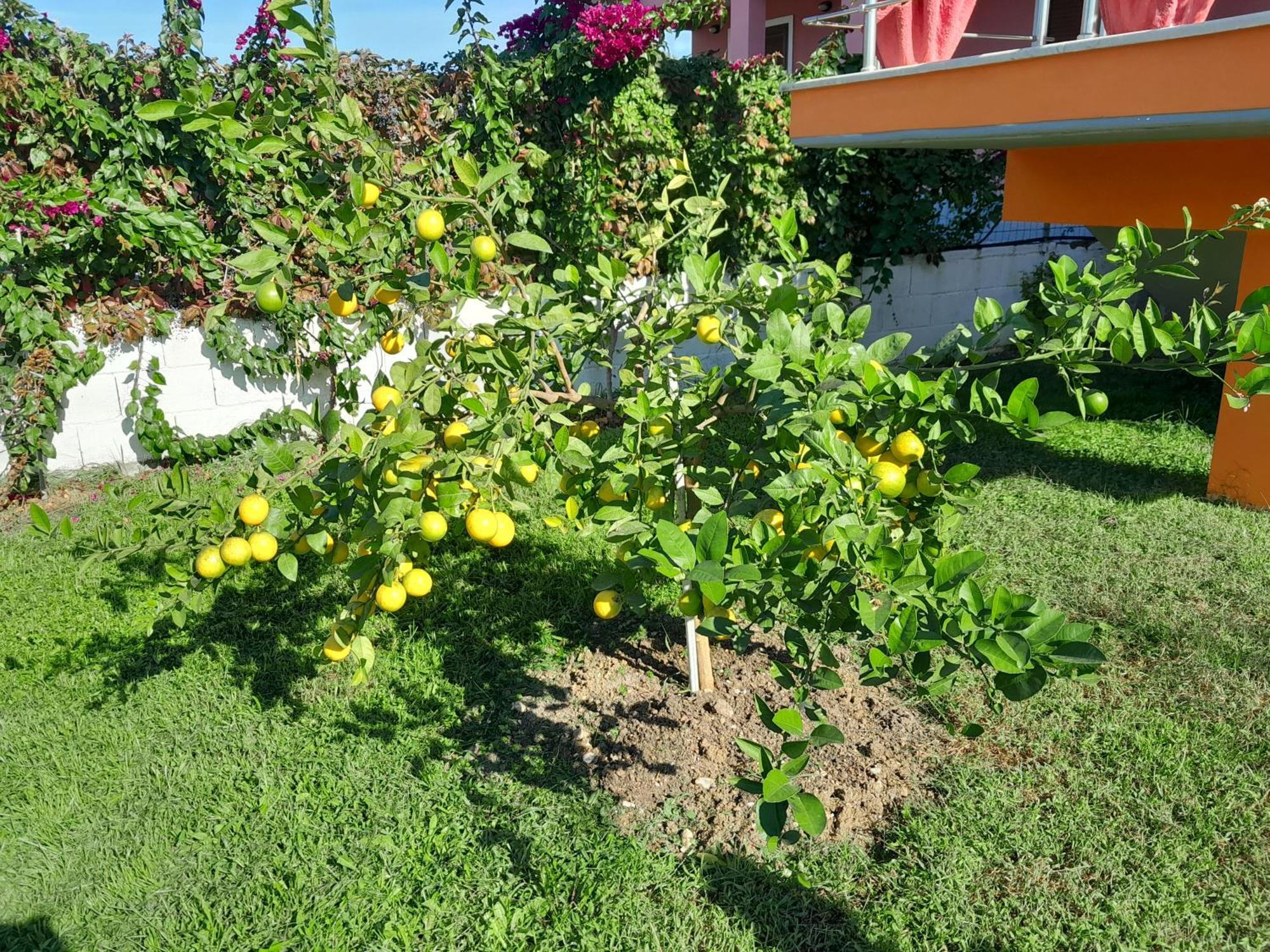 Villa Orange Vlore Room photo
